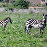 Ruaha National Park - Day One